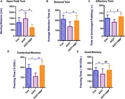 Dl-3-n-Butylphthalide Alleviates Behavioral and Cognitive Symptoms Via Modulating Mitochondrial Dynamics in the A53T-α-Synuclein Mouse Model of Parkinson’s Disease